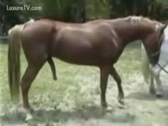 Horse ramrods in full display, large and hanging